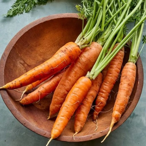 Touchon Carrots CT1-250