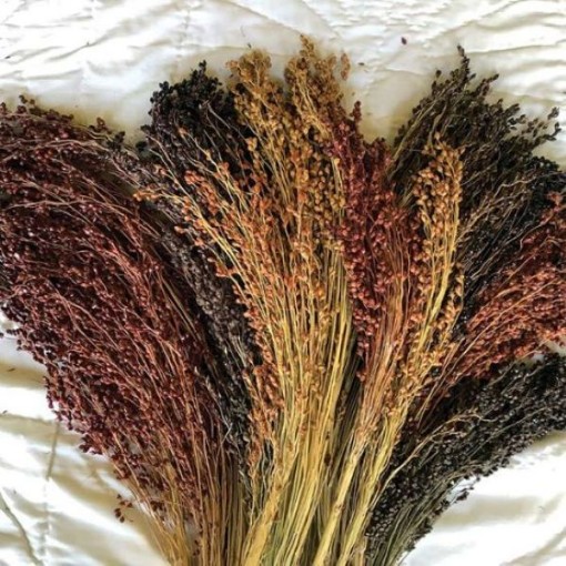 Multi Colored Broom Corn CN43-50