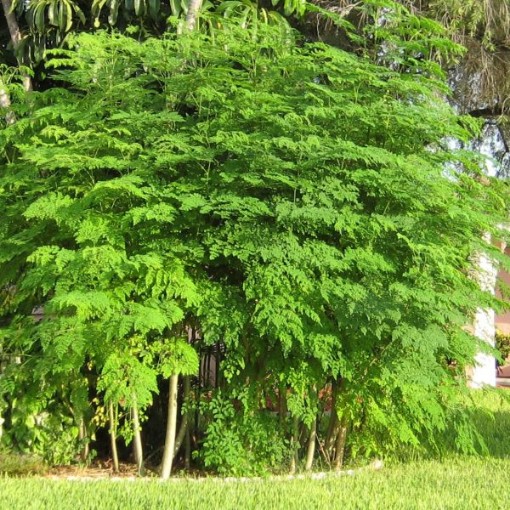 Moringa Tree TR29-10