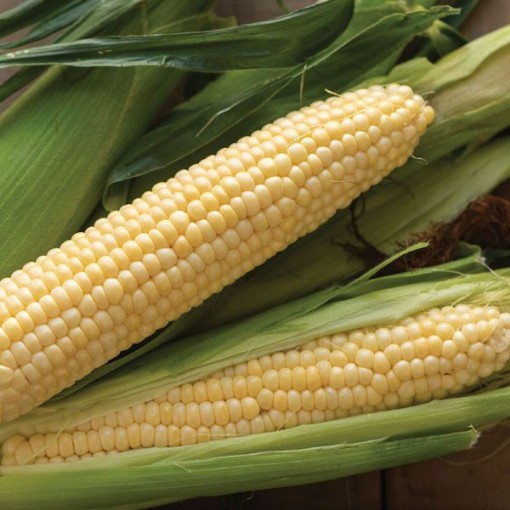 Sugar Buns Corn CN47-50