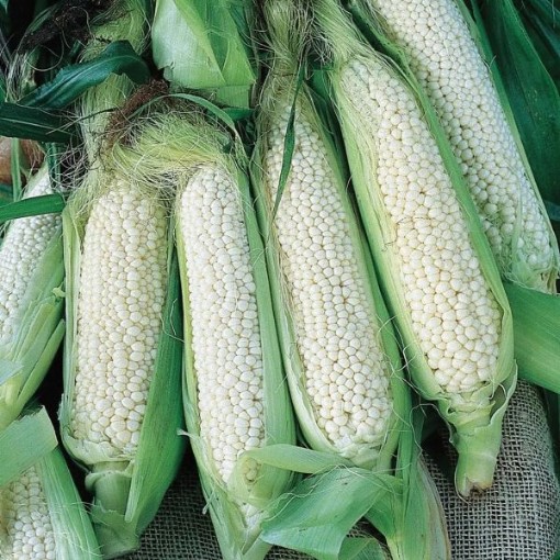 Country Gentleman Corn CN48-50