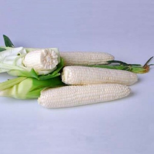 Argent Corn CN51-50
