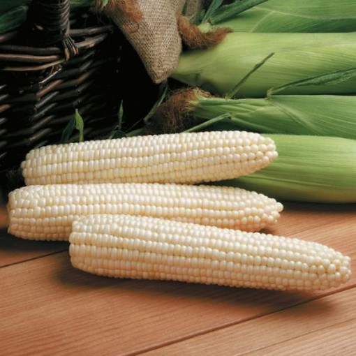 Avalon Corn CN52-50