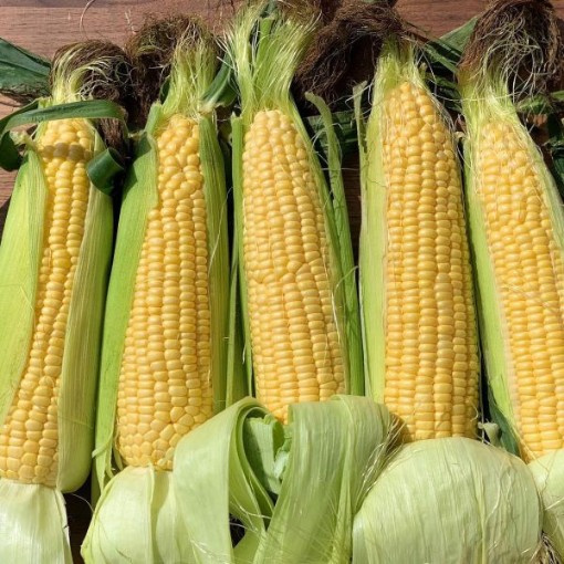 NK 199 Corn CN56-50