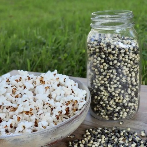 Shaman's Blue Corn CN58-50