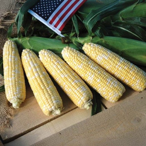 American Dream Corn CN61-50