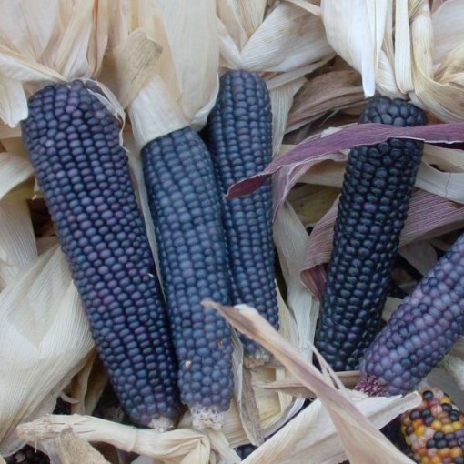 Shades of Blue Corn CN62-50