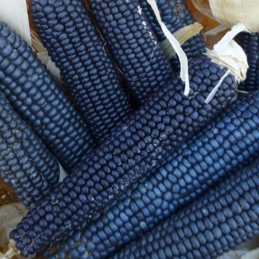 Rio Grande Blue Corn CN63-50