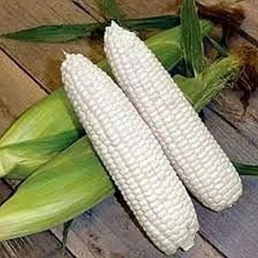 Picture of Boone County White Corn Seeds