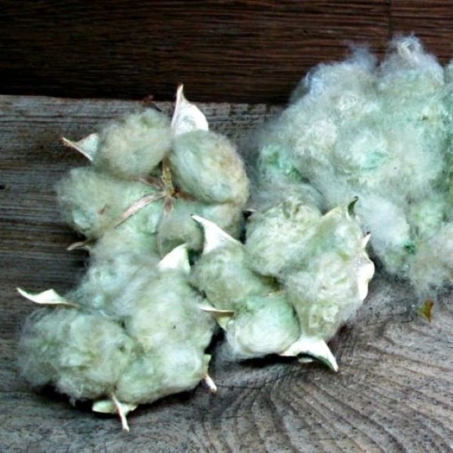 Arkansas Green Lint Cotton CO4-5