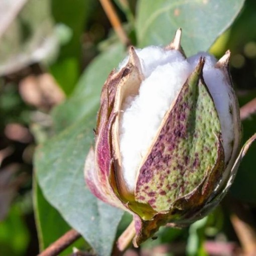 Rajhans White Cotton CO5-5