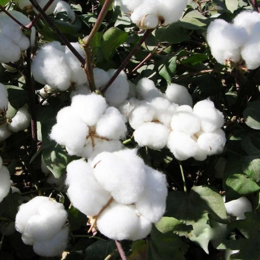 American Upland Cotton CO1-40