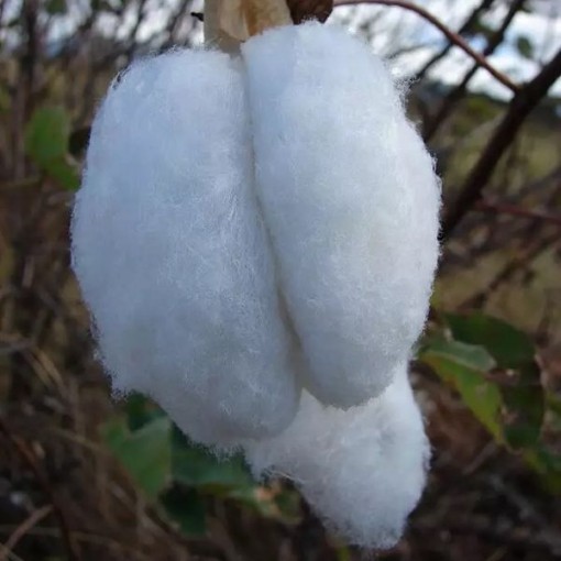 Pima Extra Long Cotton CO11-5