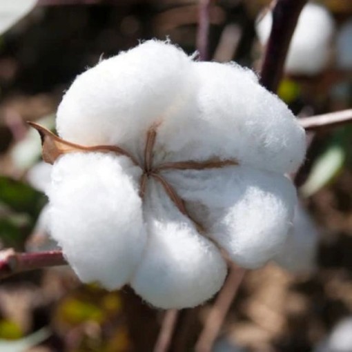 Egyptian Fine Cotton CO12-5