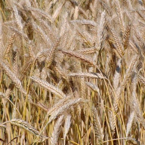 Hard Red Spring Wheat Cover Crops CP1-250