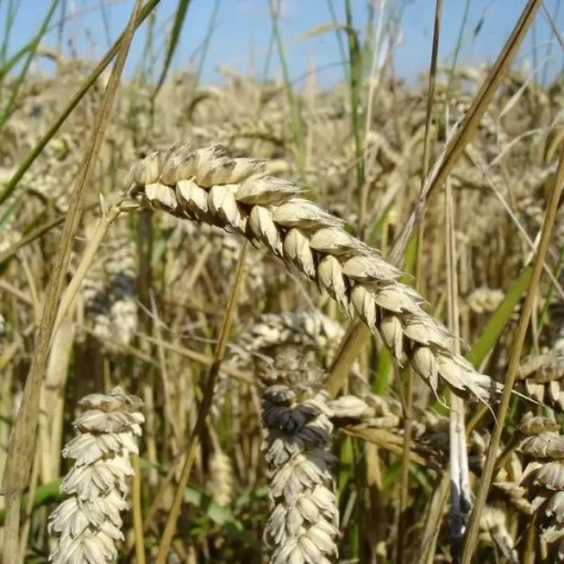 Hard Red Winter Wheat Cover Crops CP2-250