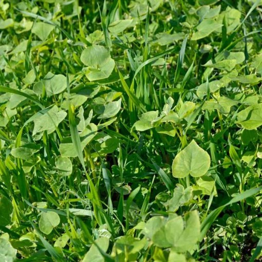 Garden Cover Crop Mix CP3-250