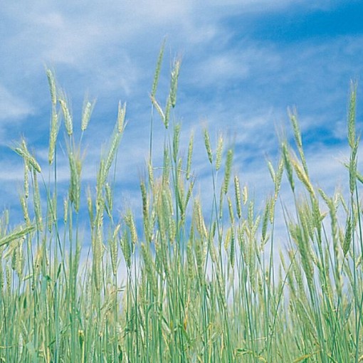 Winter Rye Cover Crop CP4-250