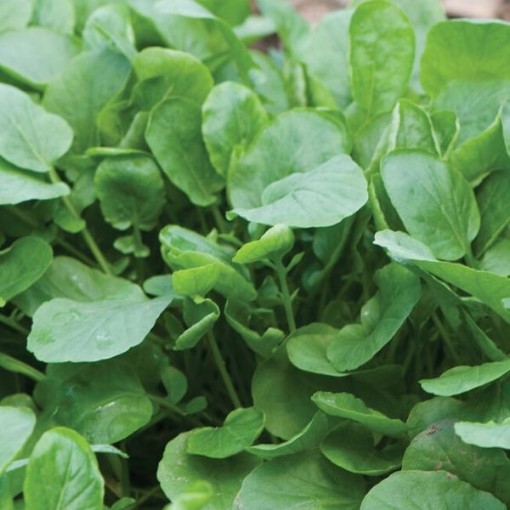 Upland Cress CR1-1000