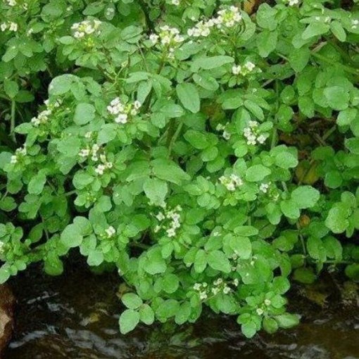 Peppergrass CR3-1000