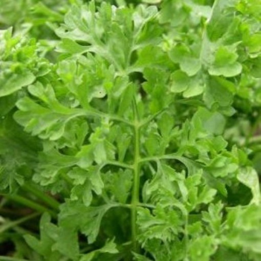 Wrinkled Crinkled Cress CR4-1000