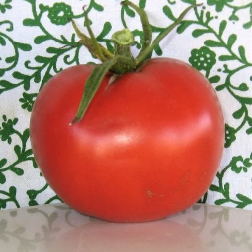 Brandywine Landis Valley Strain Tomato TM238-20