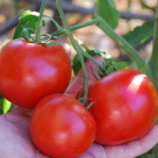 Carmello Tomato TM762-20