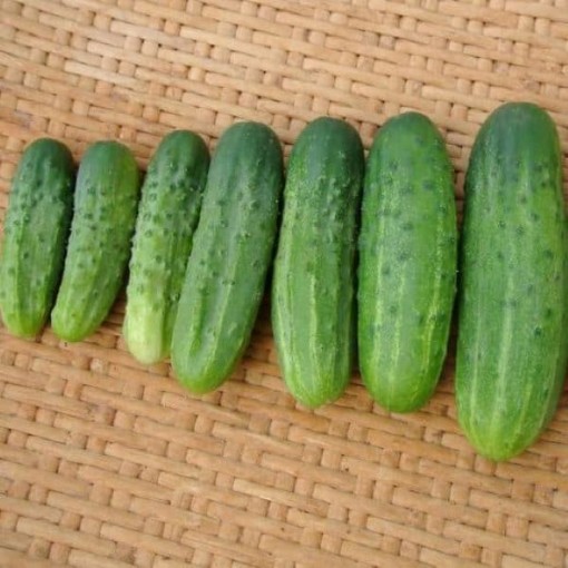 Addis Cucumbers CU1-20