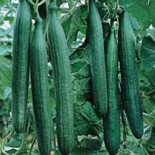 Telegraph Improved Cucumbers CU115-20