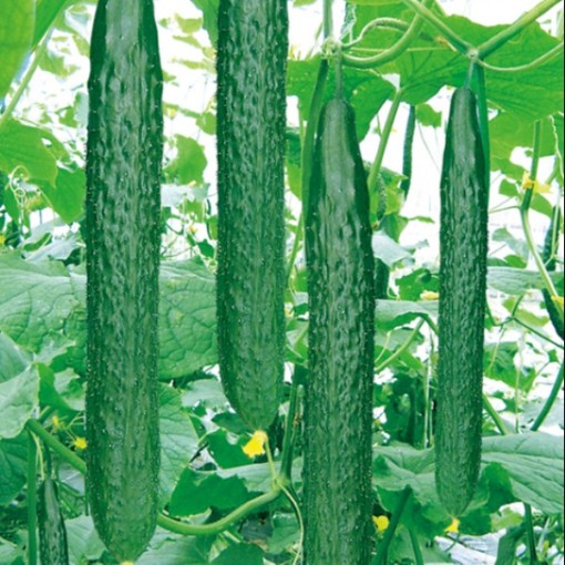 Tasty Jade Cucumbers CU72-20