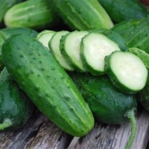 Boston Pickling Improved Cucumbers CU61-20