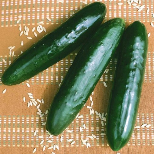 Stonewall Cucumbers CU4-20