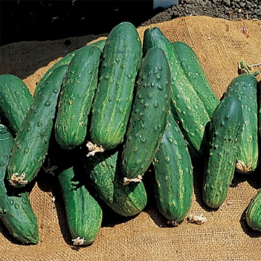 Bush Pickle Cucumbers CU5-20