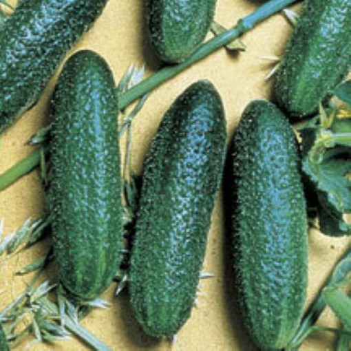 Cool Breeze Cucumbers CU7-20