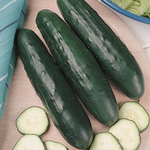Fanfare Cucumbers CU9-20