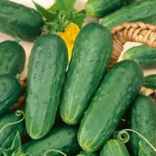 Homemade Pickles Cucumbers CU10-20