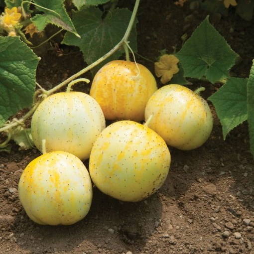 Lemon Cucumbers CU11-20