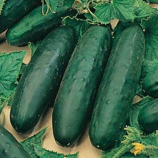 Marketmore 76 Cucumbers CU13-20