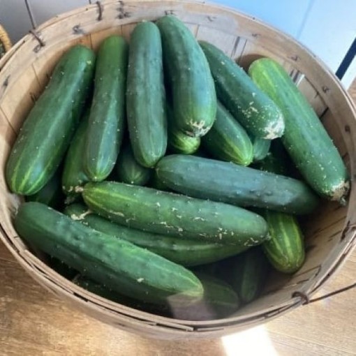Marketmore 86 Cucumbers CU14-20