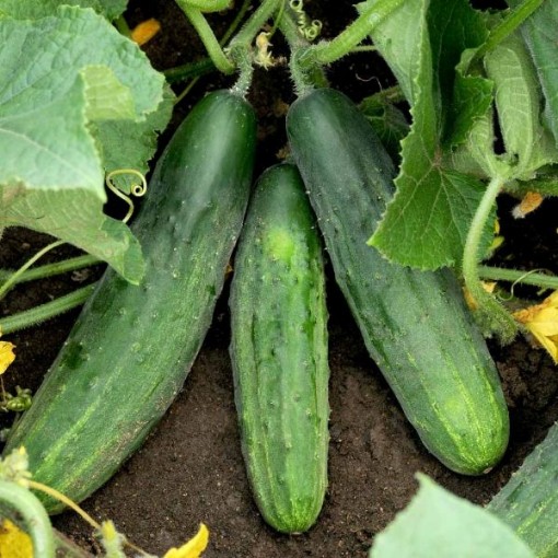 Marketmore 80 Cucumbers CU8-20
