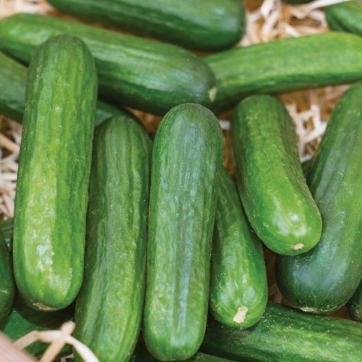 Muncher Cucumbers CU15-20