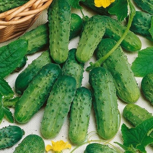 National Pickling Improved Cucumbers CU16-20