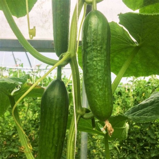 Persian Middle East Cucumbers CU19-20