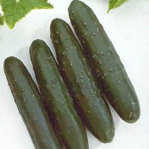 Slicemaster Select Cucumbers CU21-10