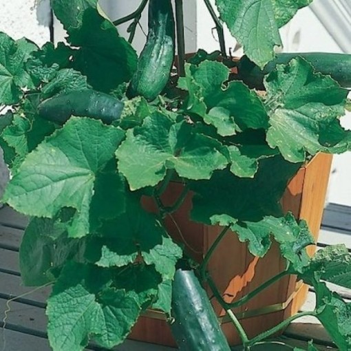 Spacemaster Cucumbers CU22-20