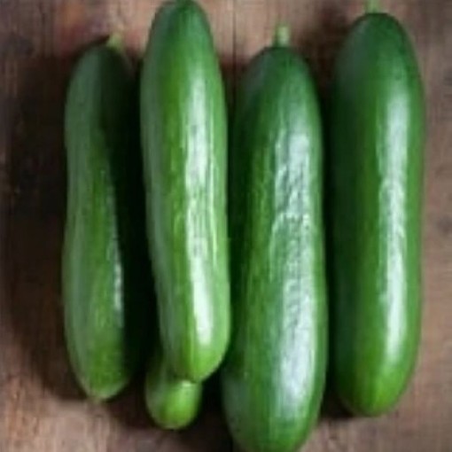 Diva Cucumbers CU24-20