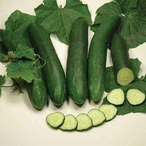 Sweet Slice Cucumbers CU26-10