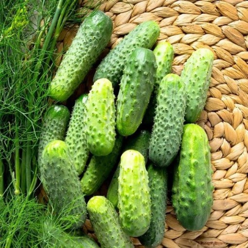 Wisconsin SMR 58 Cucumbers CU30-20