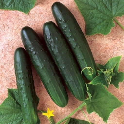 General Lee Cucumbers CU31-10