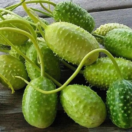 West Indian Gherkin Cucumbers CU33-20
